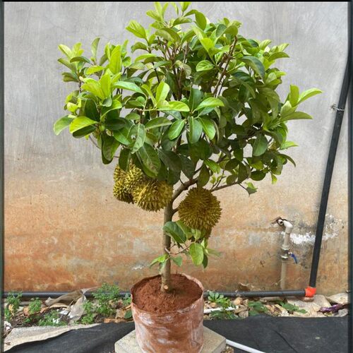 DuriantreeseedlingsNorthS