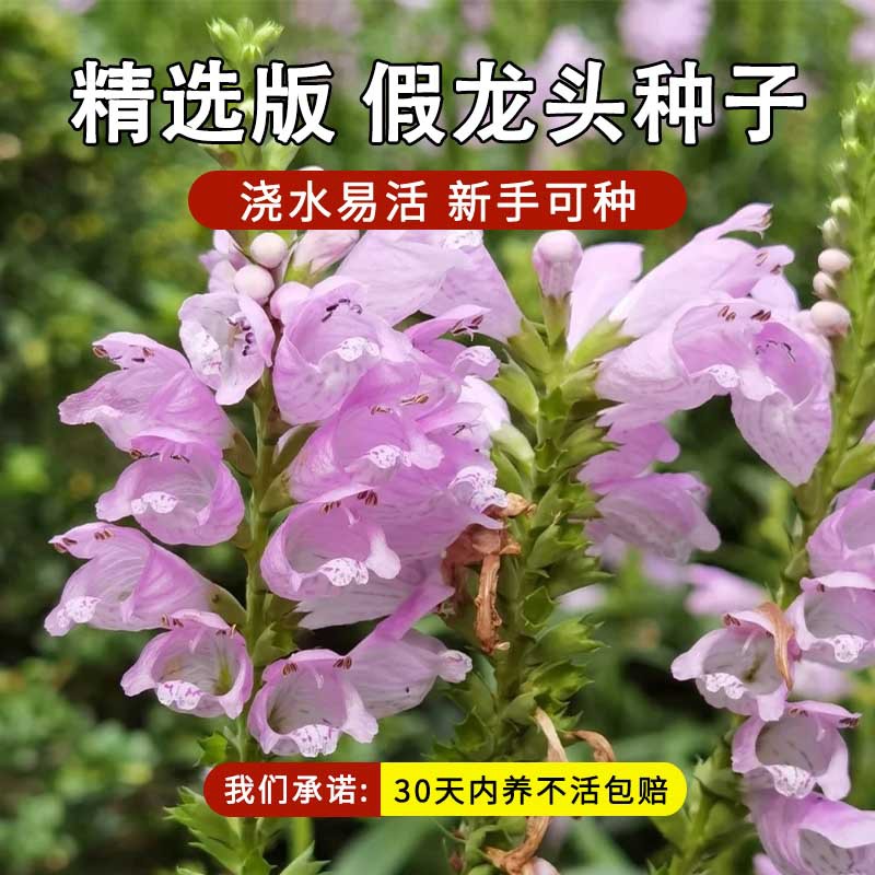 Fake dragon head flower seeds, random grass, exposed plants