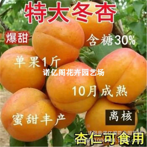 Late maturing apricots in winter, large apricot pots, big f