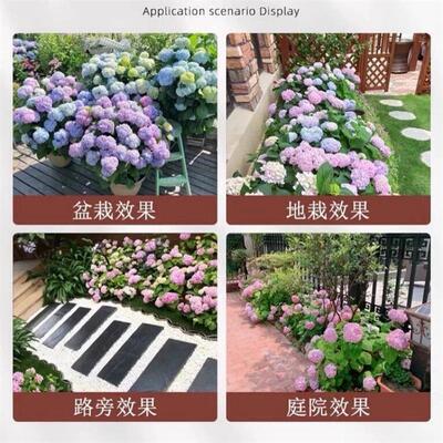 Hydrangea seedlings, endless summer potted plants, indoor p