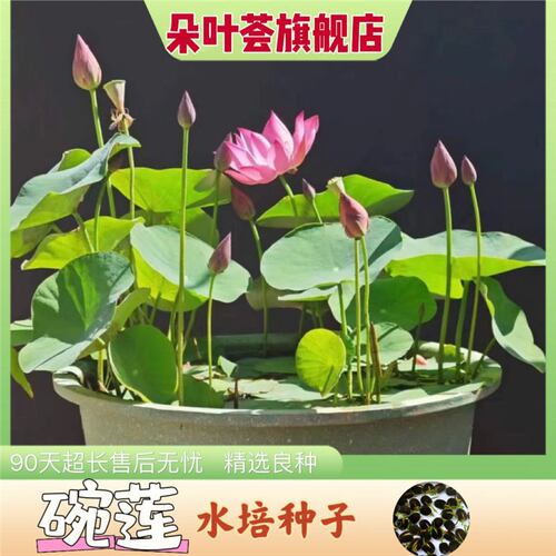 Opening bowl lotus, water green plant water lily, no lotus