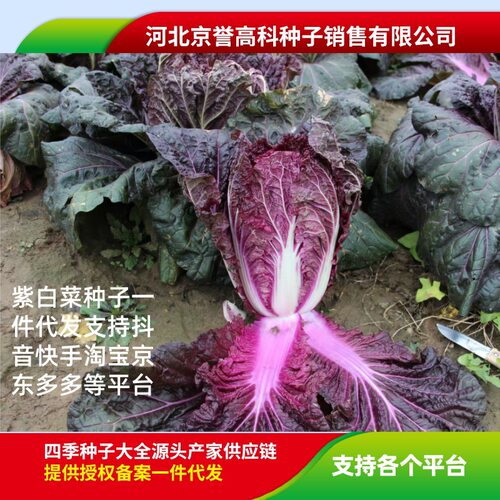 种子菜籽大白菜紫色白菜种子家庭