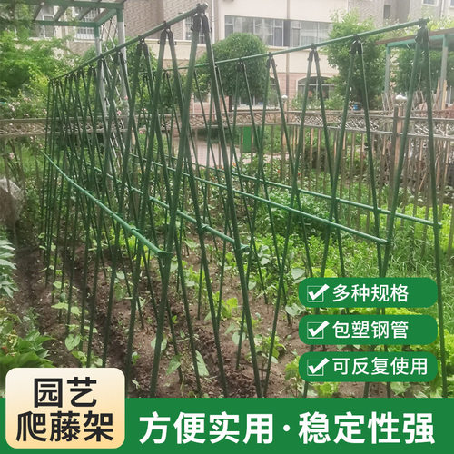 Combinationcucumberclimbing