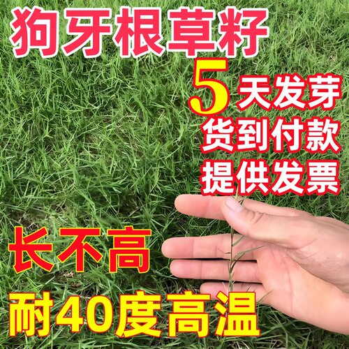 New Dogtooth Root Grass Flat Grass with Shell Shedding Berm