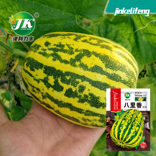 New Bali Melon Northeast Melon Flower Bud Fruit Vegetable M