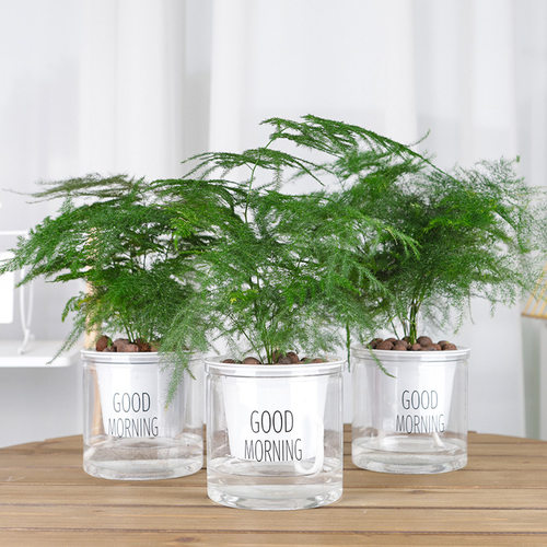 Greenplantpotbigbambooof