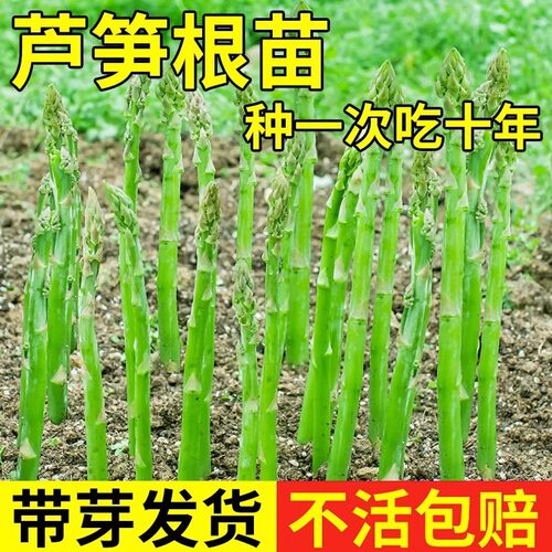 Root seedlings, freshly dug, new seedlings, vegetable seedl