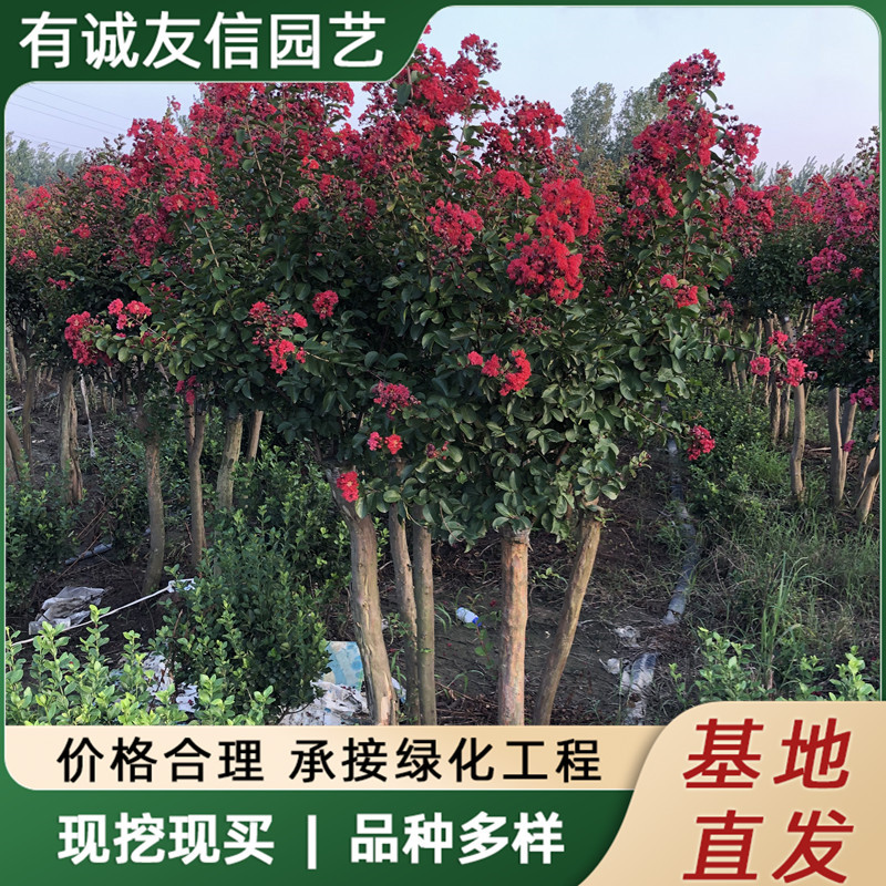 Cluster trees, red rockets, purple wisteria, hundred day re - 实物图