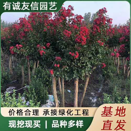 Clustertreesredrocketspur