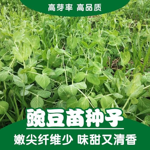 New non seedling thick stem pointed pea seedling vegetable
