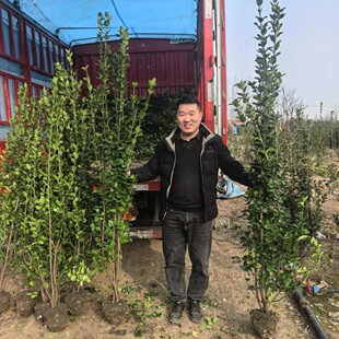 Clustered Hokkaido boxwood with ball, cold resistant, good