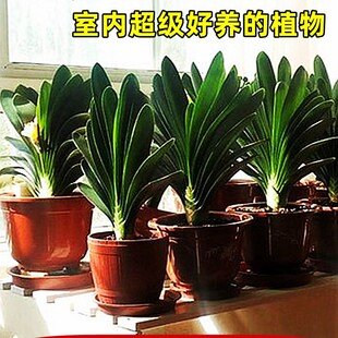 New gentleman orchid pot with flower buds, small seedlings,