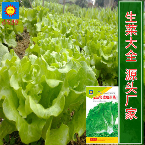 Glass packaging, purple leaf lettuce, vegetable bags, first