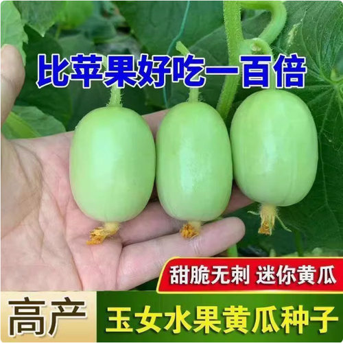 MiniFruitCucumberSeedsGol