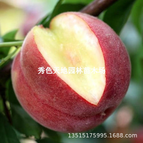 Earlymaturingpeachtreespl
