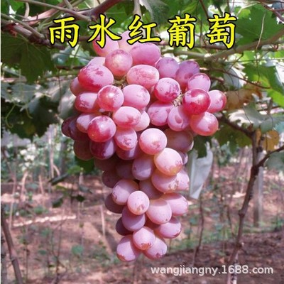 Rainwater Red Early Summer Seedless Grape Seedlings, Garden