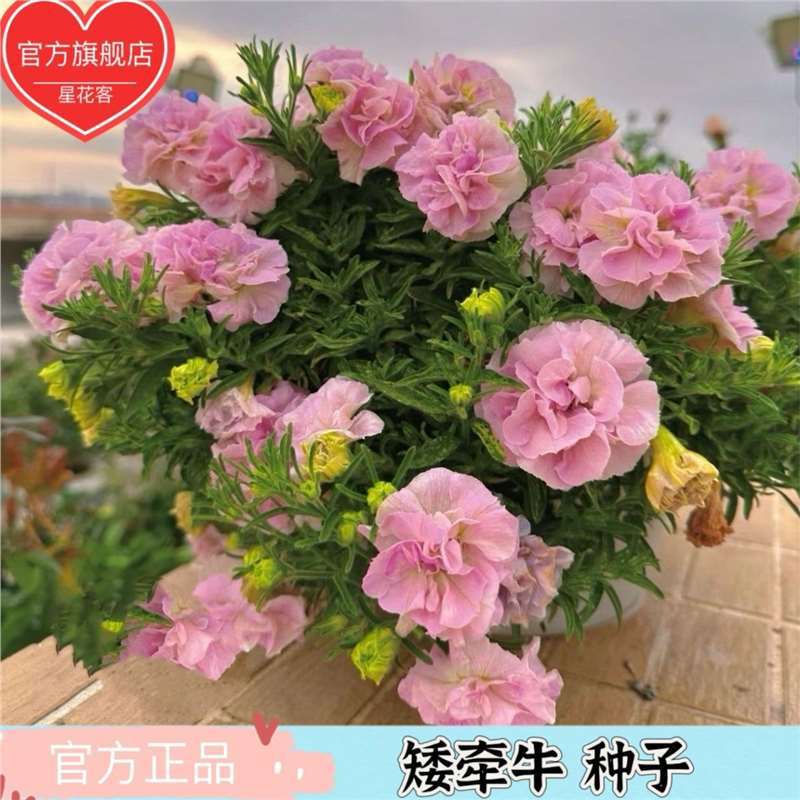 Double petaled dwarf morning glory seeds, perennial multi-l