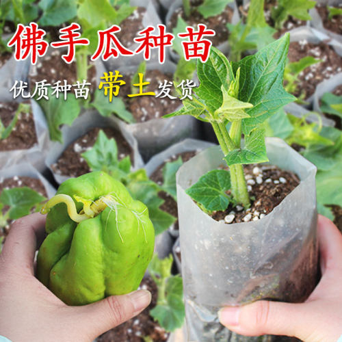 Buddha Hand Melon Seedlings with Pot Vegetable Seedlings Ha