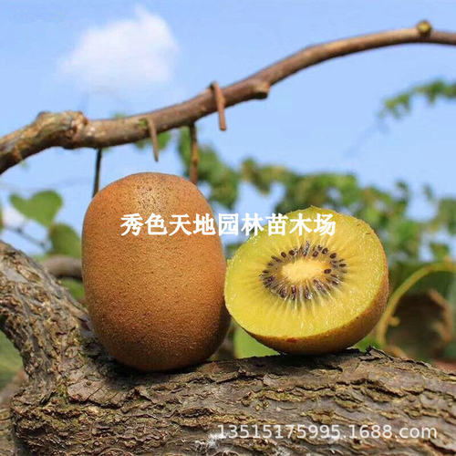 Peachsaplingskiwifruitkiw