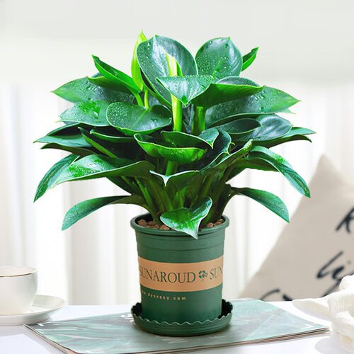 PlantGoldenDiamondPotGree