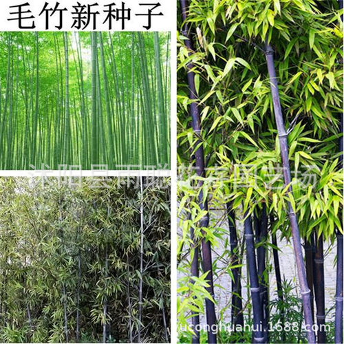 散装大型毛竹种子紫竹种子新采毛