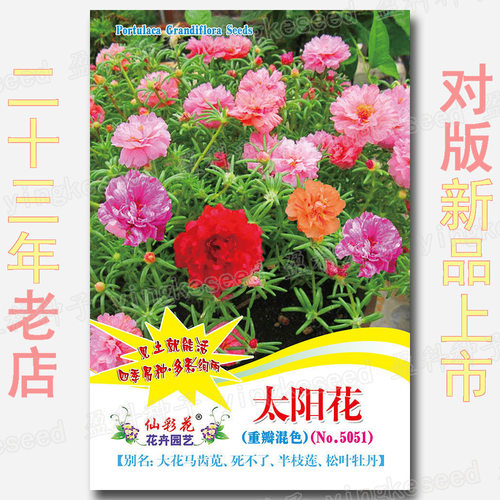 New Sunflower Sun Basin Easy About 2000 T-shirt Moisturizin