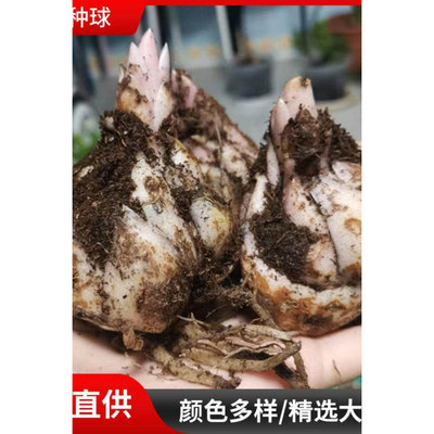 Perfume Lily Bulb Seeds Indoor and Outdoor Potted Plants wi