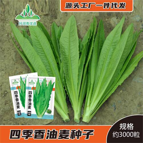 Vegetable Tip Leaf Oil Wheat Lettuce Spring Clear Leaf Vege
