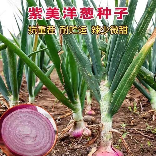 Purple skin, red skin, yellow skin, round onion, early matu