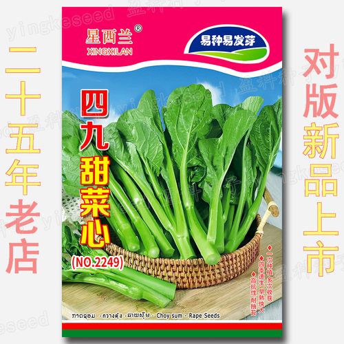 四九甜菜心种子易种早熟耐抽苔