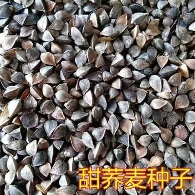 High quality sweet buckwheat seeds, black buckwheat seeds,