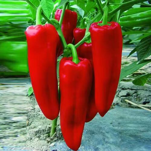 Red Bull Horn Hybrid Non Spicy Datian Sheep Horn Red Chili