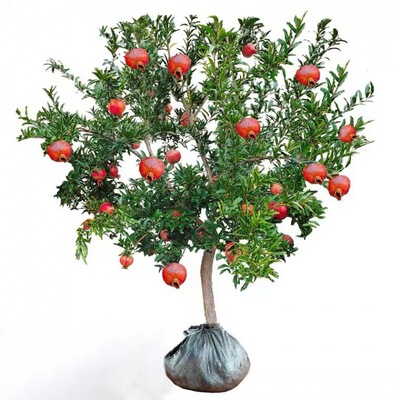 Pomegranate tree seedlings planted in the south, super larg