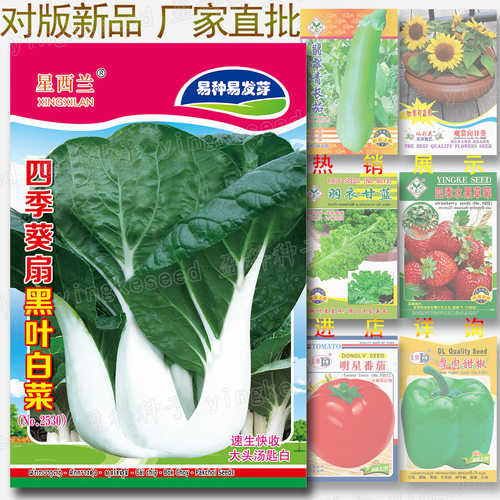 New sunflower fan with about 800 black leaves, big head eas