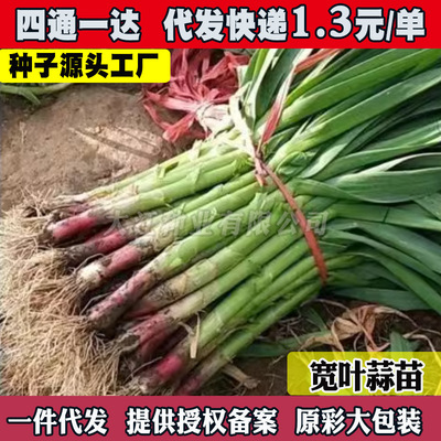 small model toy， Red roots, garlic sprouts, red onions, sc