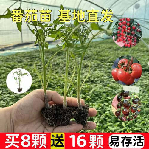New Tomato Seedlings, Large Tomatoes, Vegetable Seedlings,