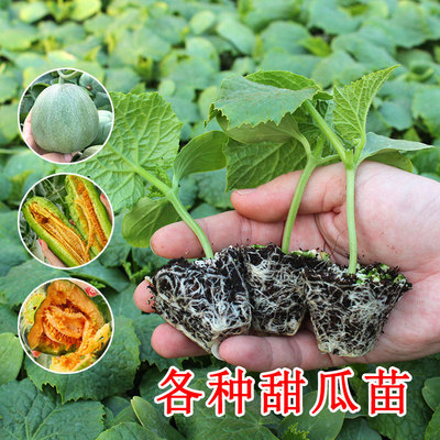 Yangjiao Honey Melon Seedlings Pot Seedlings Emerald Rock S