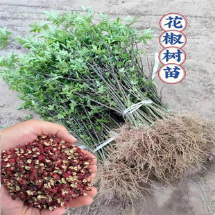 Authentic Sichuan Hanyuan Vine Pepper Seedlings, Green Pepp
