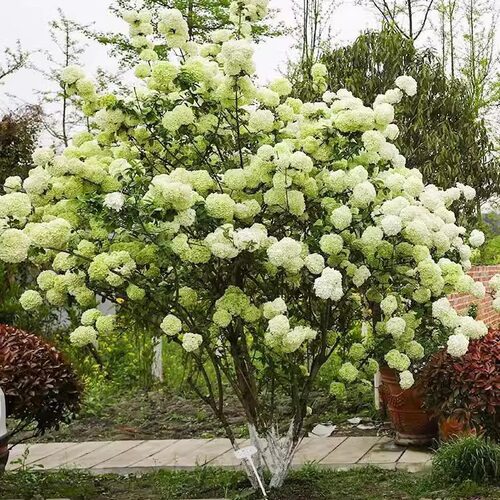 Chinesewoodhydrangeasaplin