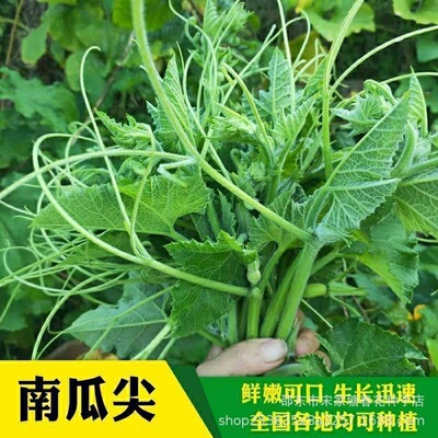 专吃南瓜藤种子种南瓜蔬菜种子