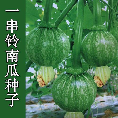 Early maturing string of bells, small pumpkin, flower skin,