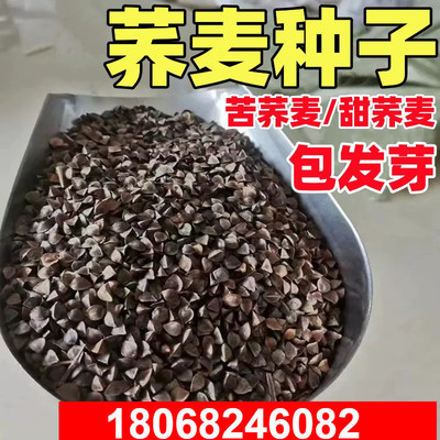 High yield sweet buckwheat seeds, high-quality honey source