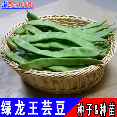 大扁芸豆菜豆豆豇豆荷兰豆籽荷
