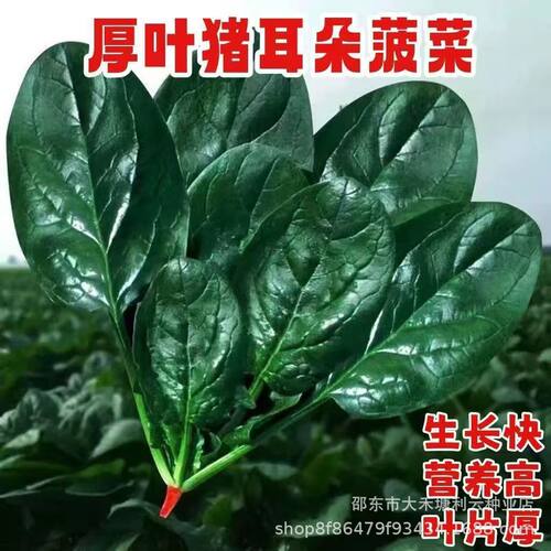 New Pig Ear Spinach Thick Leaf Spinach Spinach Vegetable T-