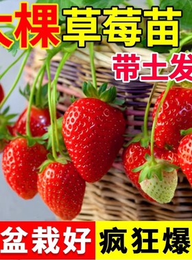 Strawberry seedlings, seasonal cream, strawberries with soi