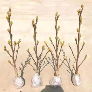 Magnolia with flower buds, saplings, green plants, red magn