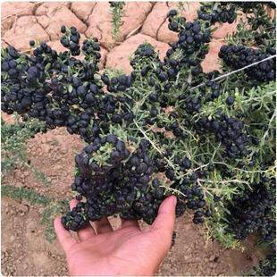 Eating black and red pots, eating fruits from the north and