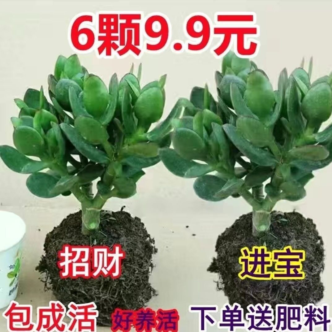 New Yushu Pot Succulent Old Pile Plant Indoor Office Balcon - 实物图
