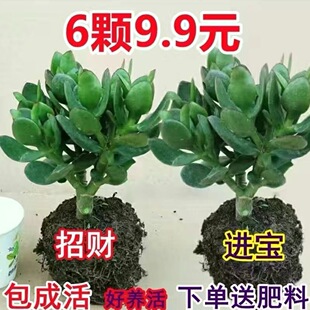 New Yushu Pot Succulent Old Pile Plant Indoor Office Balcon