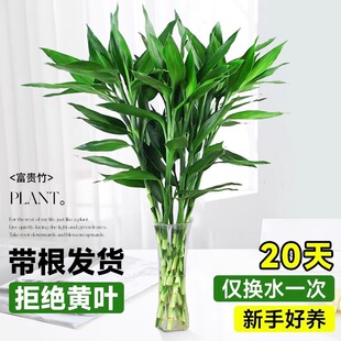 Dracaena sanderiana plant living room, water green plant, G